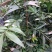 竹柏苗，像竹叶一样的木本植物，室内室外都能生长