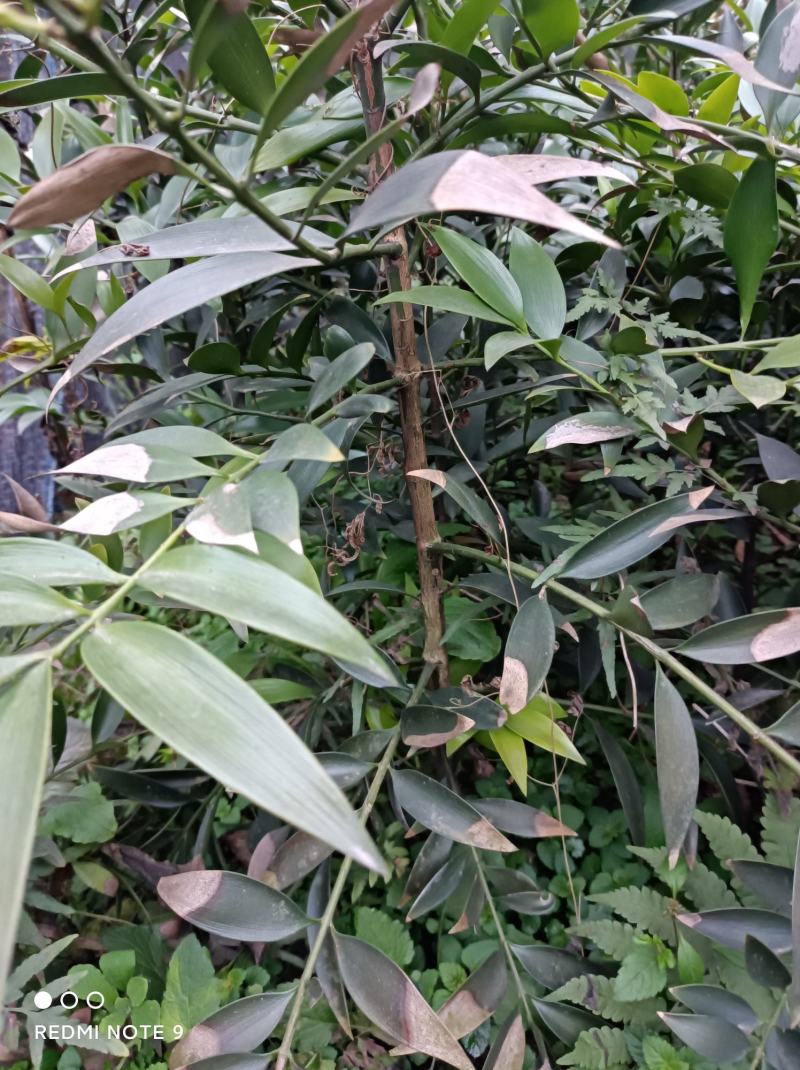 竹柏苗，像竹叶一样的木本植物，室内室外都能生长