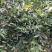 竹柏苗，像竹叶一样的木本植物，室内室外都能生长