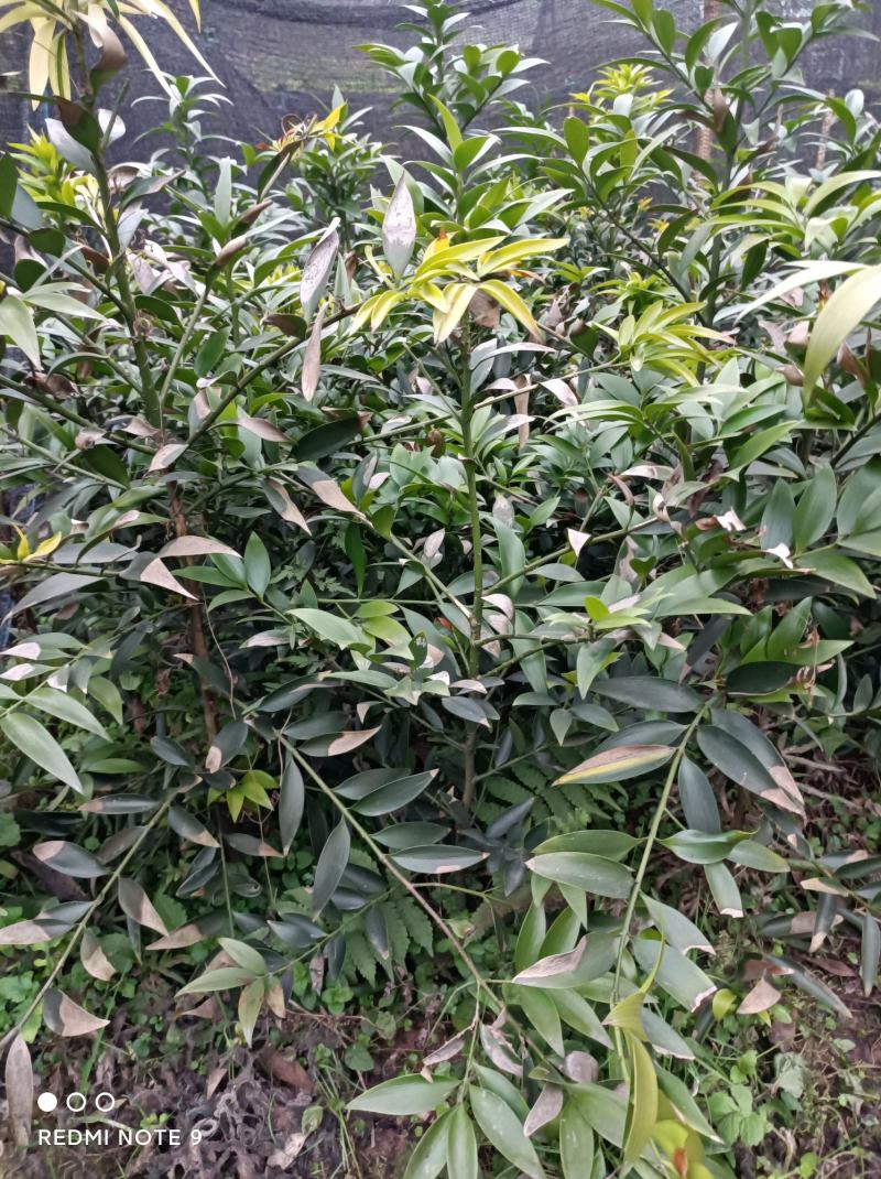 竹柏苗，像竹叶一样的木本植物，室内室外都能生长