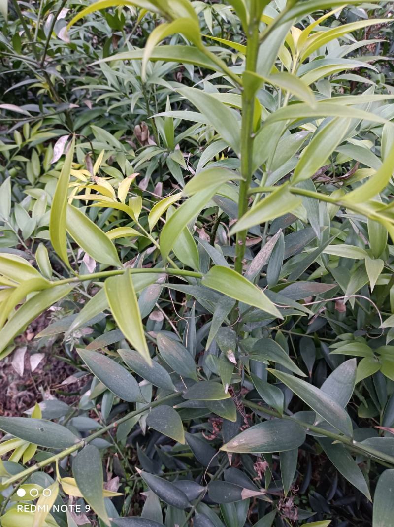 竹柏苗，像竹叶一样的木本植物，室内室外都能生长