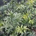 竹柏苗，像竹叶一样的木本植物，室内室外都能生长