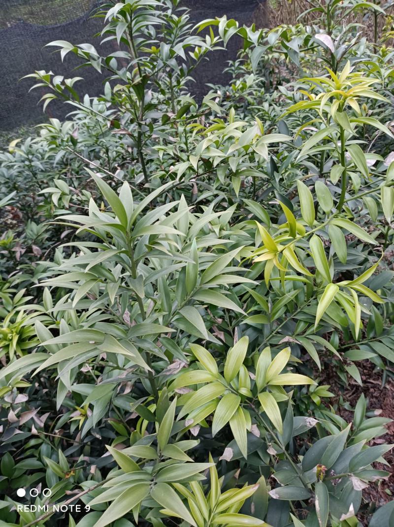竹柏苗，像竹叶一样的木本植物，室内室外都能生长