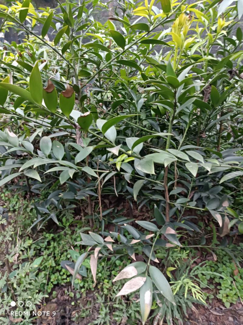 竹柏苗，像竹叶一样的木本植物，室内室外都能生长