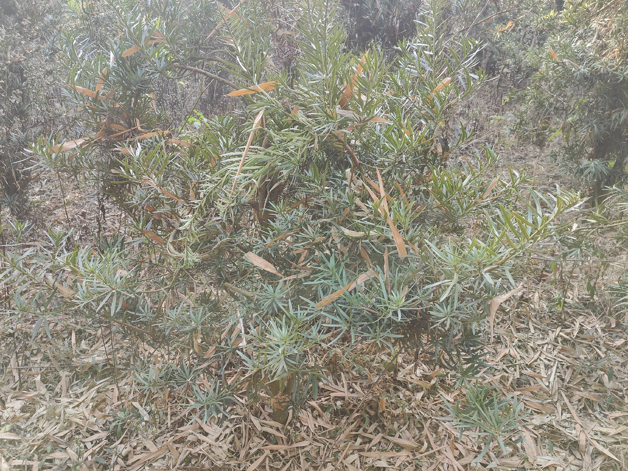 成熟原生罗汉松主干细节特写