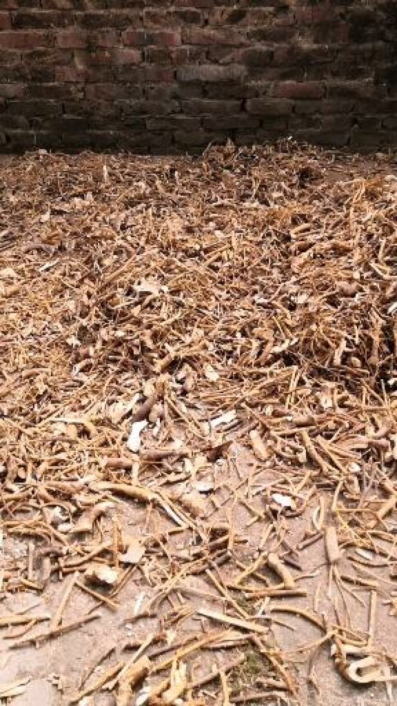 广西野生五指毛桃砍断统货，香味浓郁，日晒足干，无硫