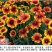 天人菊种子秋播草花种子耐寒多年生虎皮菊籽园林景观绿化花籽