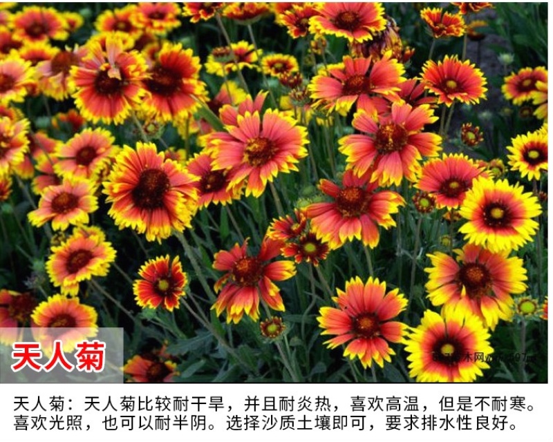 天人菊种子秋播草花种子耐寒多年生虎皮菊籽园林景观绿化花籽