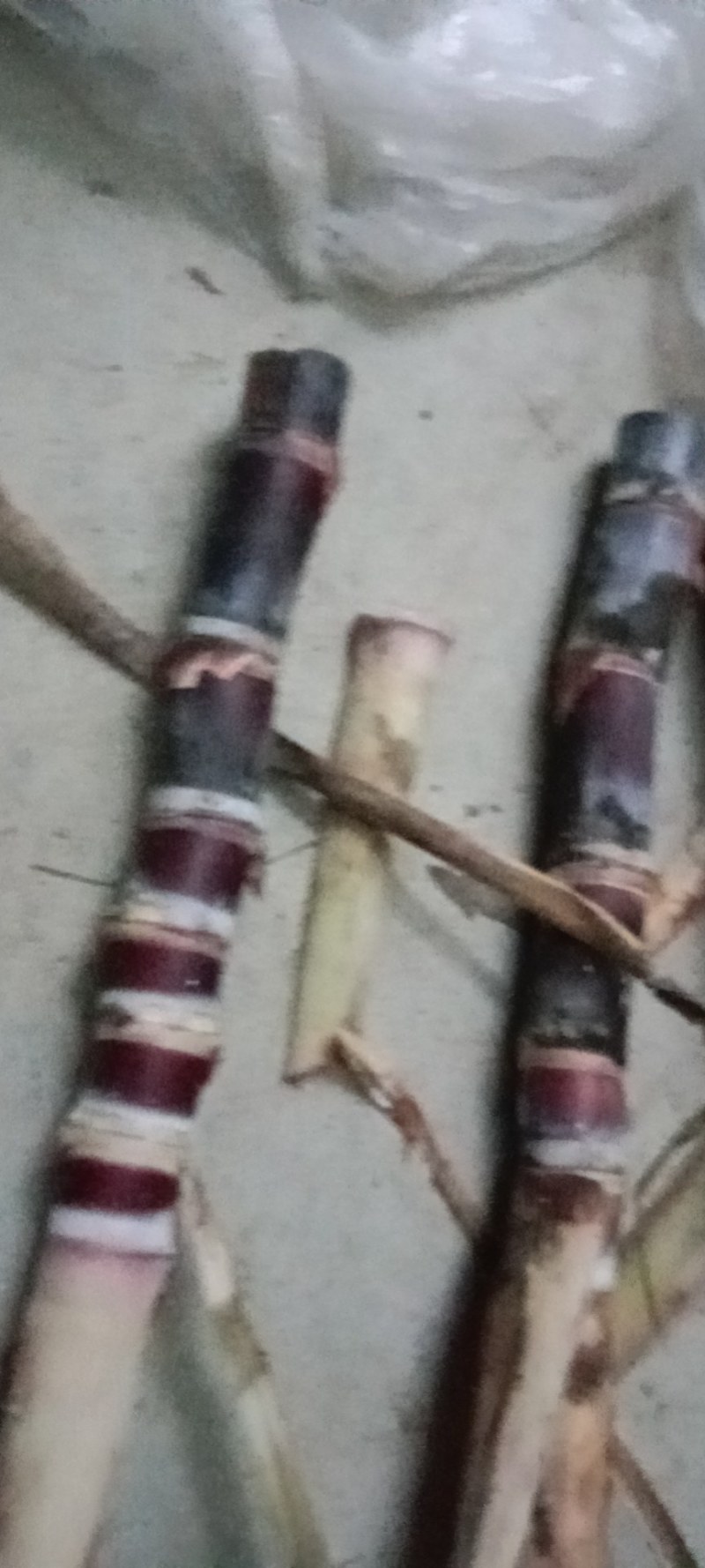 【免费技术指导】广西博白黑皮甘蔗种苗，大量供应，成活率高
