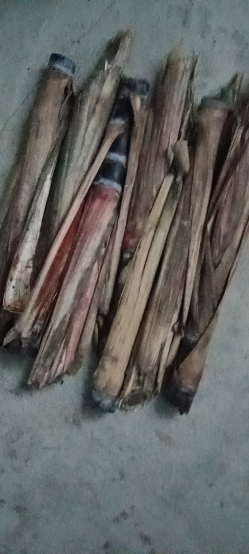 【免费技术指导】广西博白黑皮甘蔗种苗，大量供应，成活率高