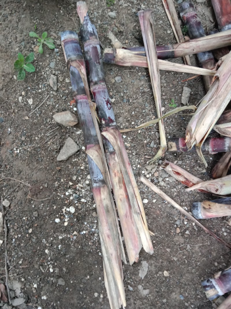 【免费技术指导】广西博白黑皮甘蔗种苗，大量供应，成活率高