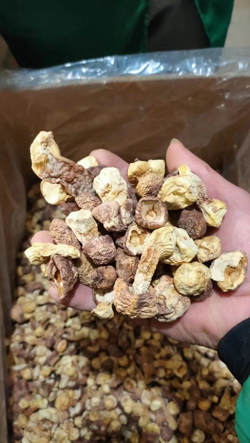 【口感脆嫩】云南姬松茸产地直销一手货源量大价优