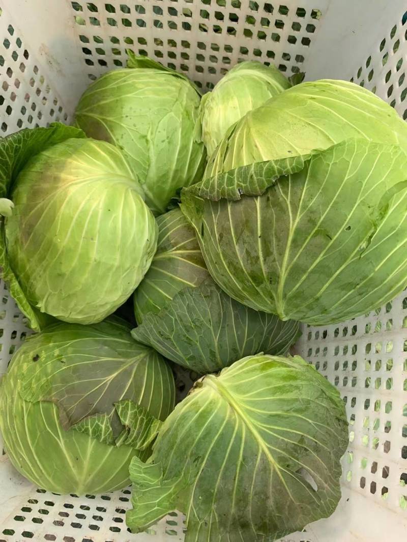 莲花白