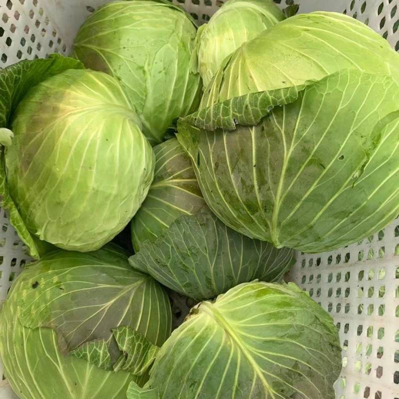 莲花白