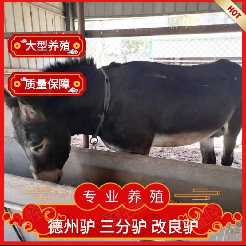 活驴，德州驴，三汾驴，驴苗，种驴驴苗，肉驴驴苗