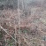 野生刺嫩芽乌龙头种苗产地直发3元一颗欢迎选购