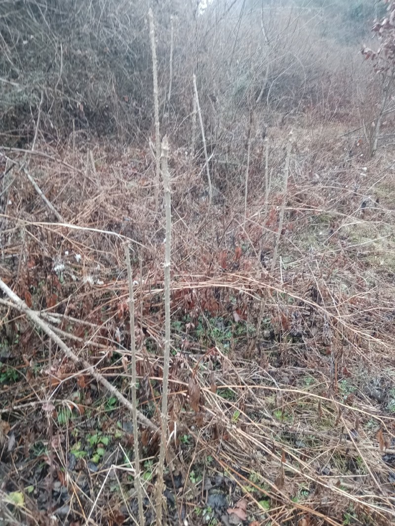 野生刺嫩芽乌龙头种苗产地直发3元一颗欢迎选购