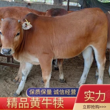 鲁西黄牛牛犊,三元杂交牛牛犊,长势快,肉质好,包送货