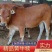 鲁西黄牛牛犊,三元杂交牛牛犊,长势快,肉质好,包送货