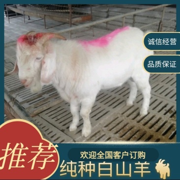 白山羊，纯种白山羊，美国大白山羊，品种好，适应能力强