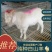 白山羊，纯种白山羊，美国大白山羊，品种好，适应能力强