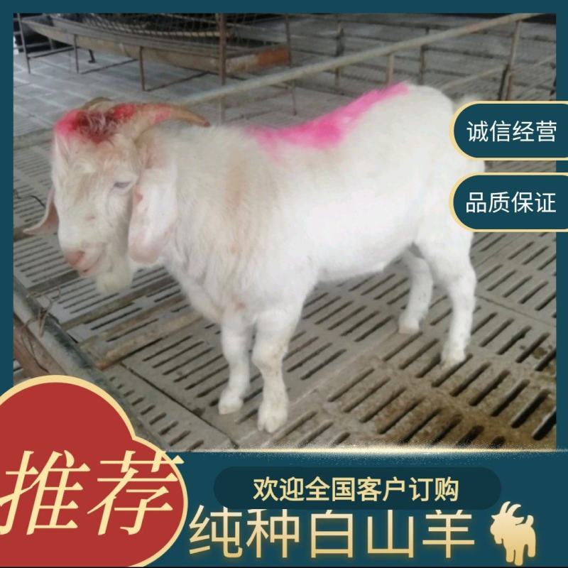 白山羊，纯种白山羊，美国大白山羊，品种好，适应能力强