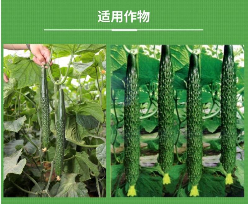 黄瓜顺直拉长莹绿肥黄瓜增产叶面肥膨大素拉直增绿嫩直长