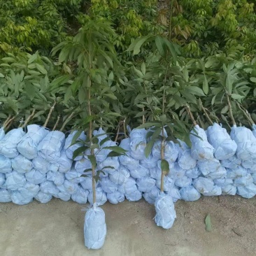 荔枝苗仙进奉荔枝苗A4无核荔枝苗桂味妃子笑等