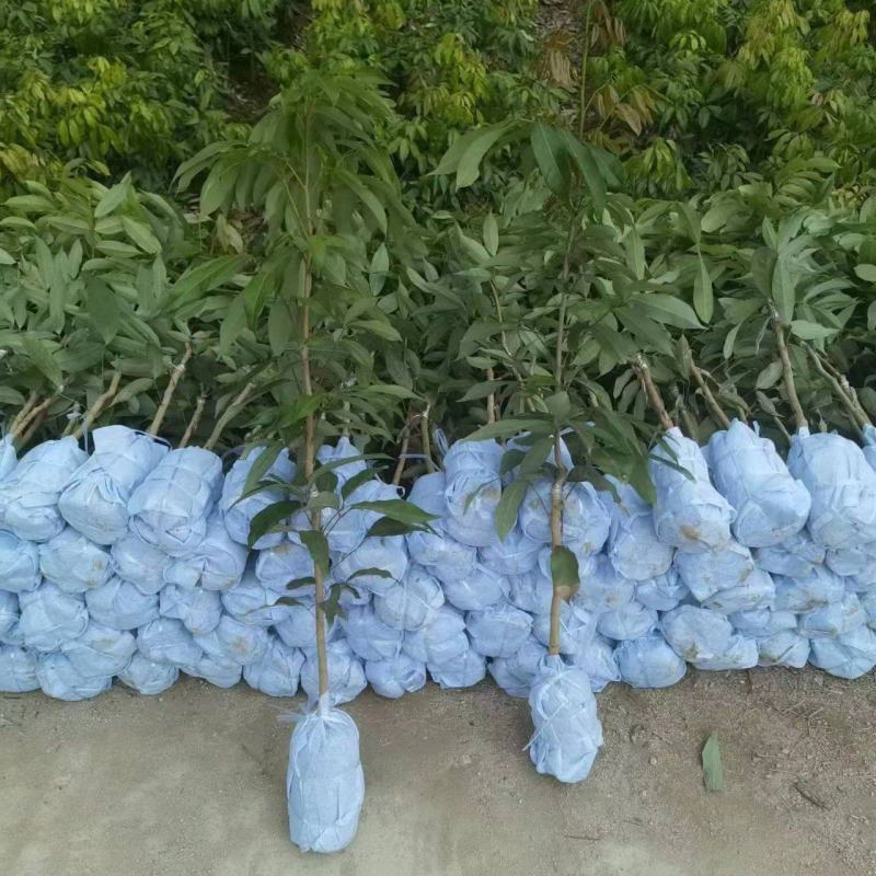 荔枝苗仙进奉荔枝苗A4无核荔枝苗桂味妃子笑等