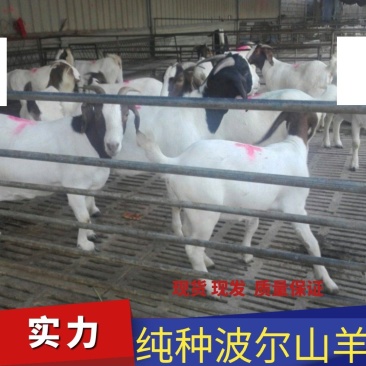 纯种波尔山羊，怀孕羊，种羊，保证质量，货源充足，全国包送