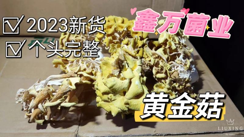 黄金菇个头完整2023年新货产地直销一手货源