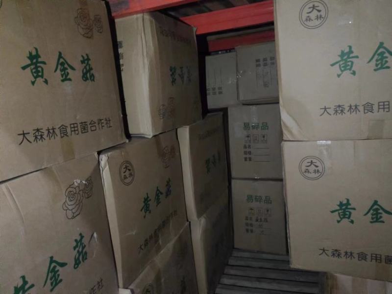 黄金菇个头完整2023年新货产地直销一手货源
