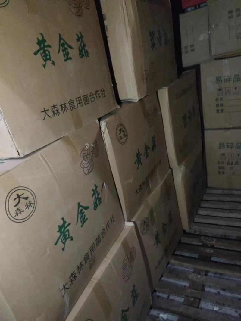 黄金菇个头完整2023年新货产地直销一手货源