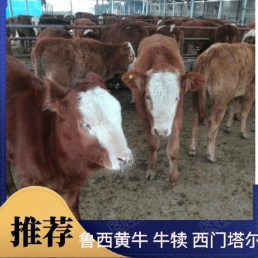 大型牛羊养殖场，出售一批三元杂交牛牛犊，长势快，好饲养，