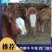 大型牛羊养殖场，出售一批三元杂交牛牛犊，长势快，好饲养，