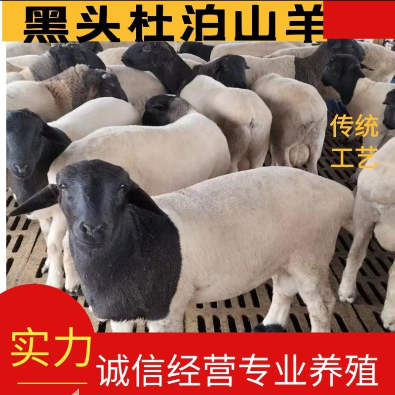 羊羔杜泊羊，纯种杜泊羊，长势快，怀孕羊，种羊，包送货