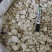 白芷中药材白芷各种规格批发零售产地直销