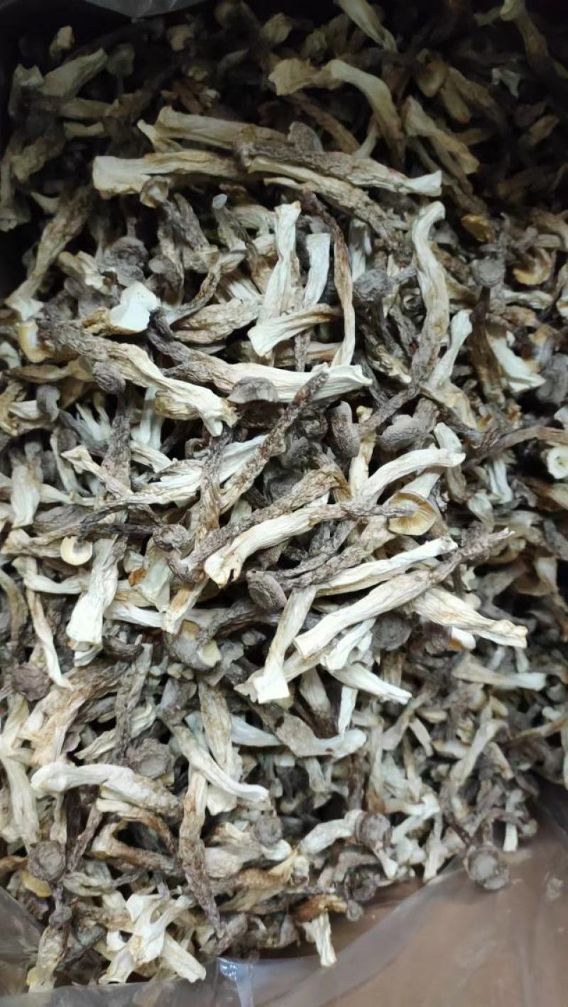 鹿茸菇产地直销一手货源口感脆嫩火锅煲汤专家