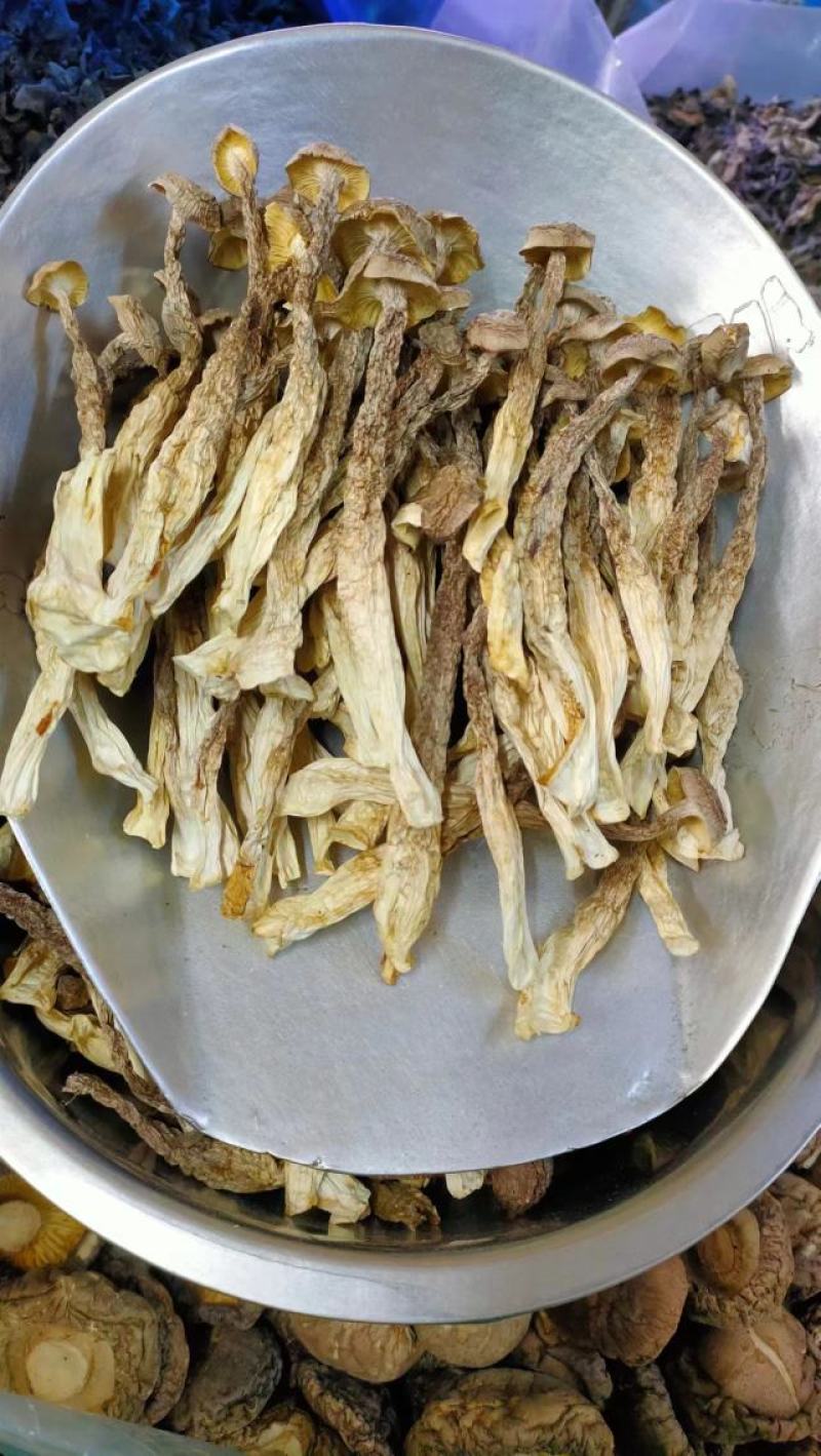 鹿茸菇产地直销一手货源口感脆嫩火锅煲汤专家