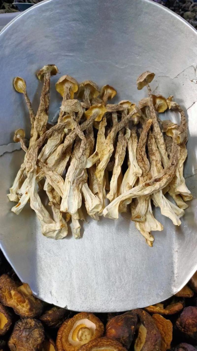 鹿茸菇产地直销一手货源口感脆嫩火锅煲汤专家