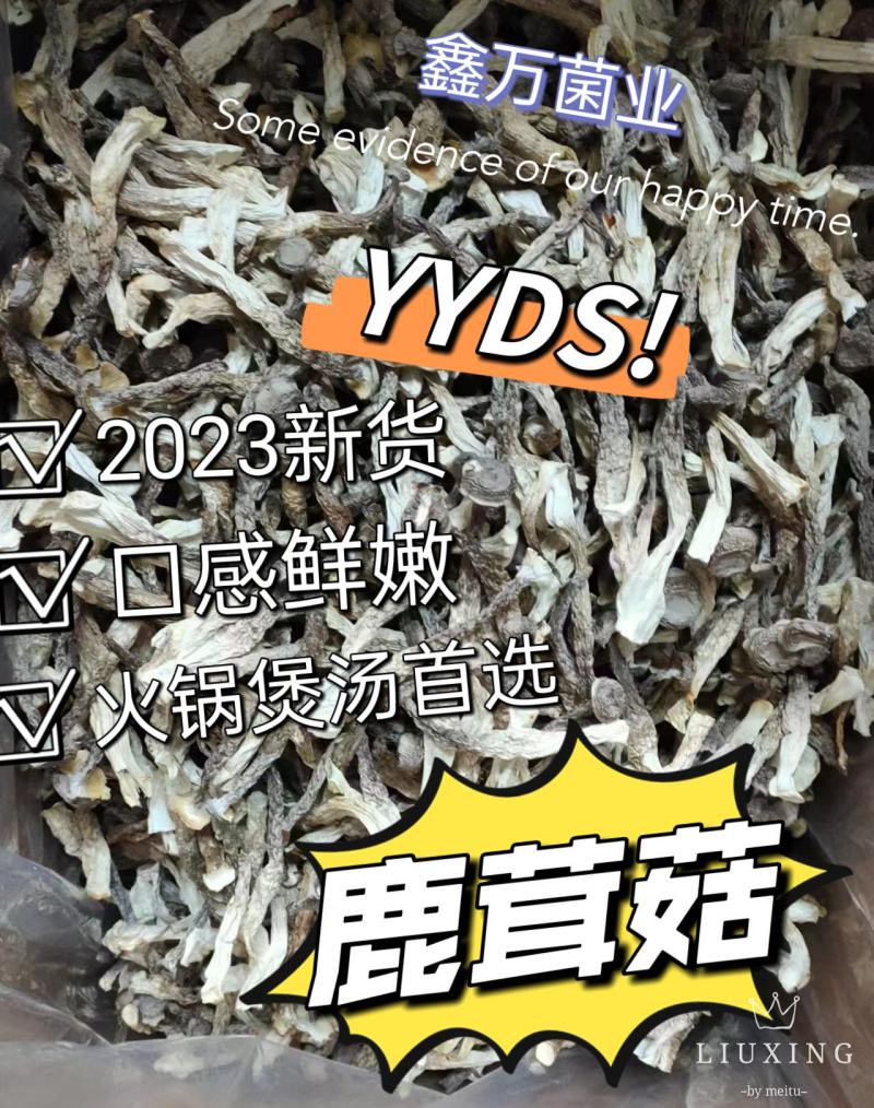 鹿茸菇产地直销一手货源口感脆嫩火锅煲汤专家