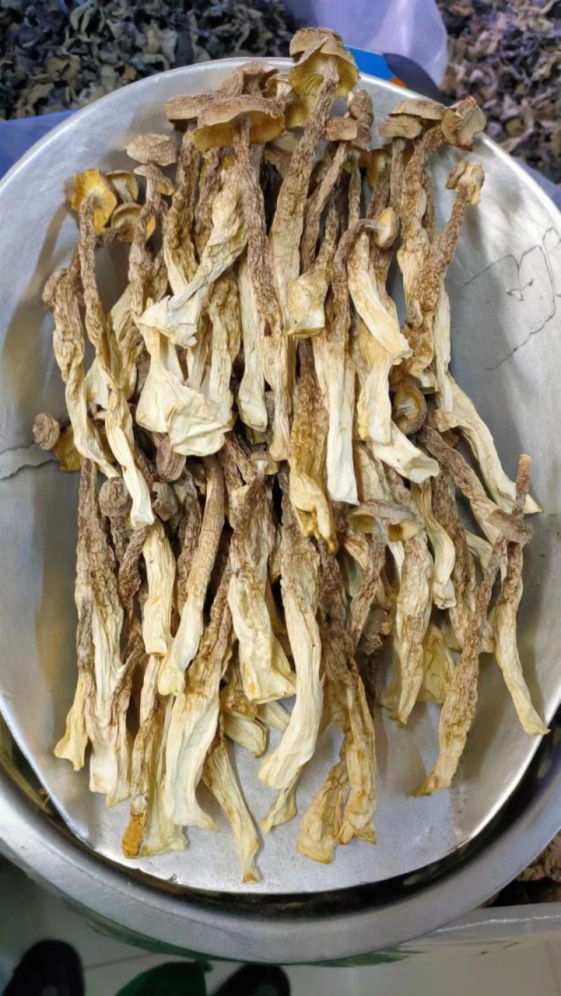 鹿茸菇产地直销一手货源口感脆嫩火锅煲汤专家