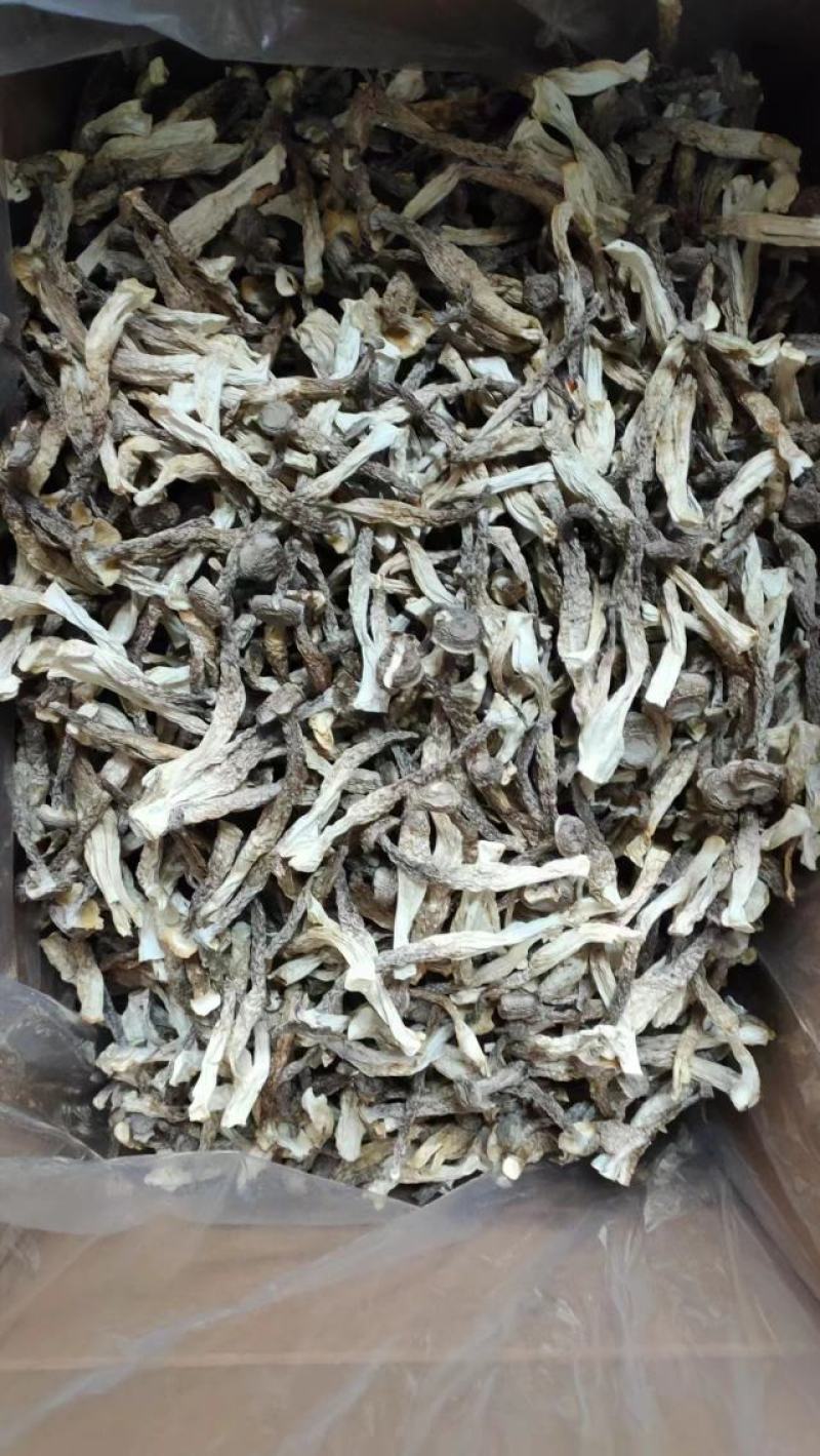 鹿茸菇产地直销一手货源口感脆嫩火锅煲汤专家