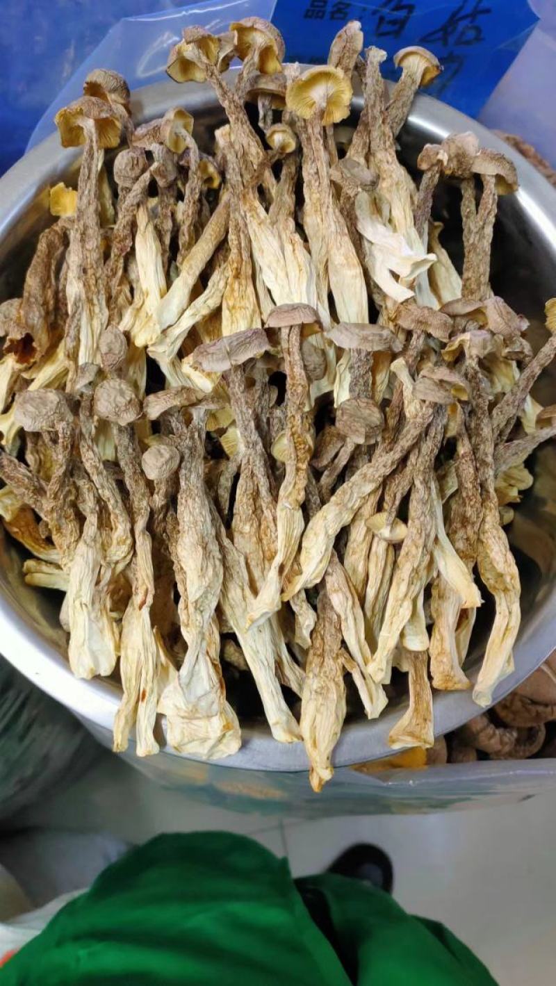 鹿茸菇产地直销一手货源口感脆嫩火锅煲汤专家