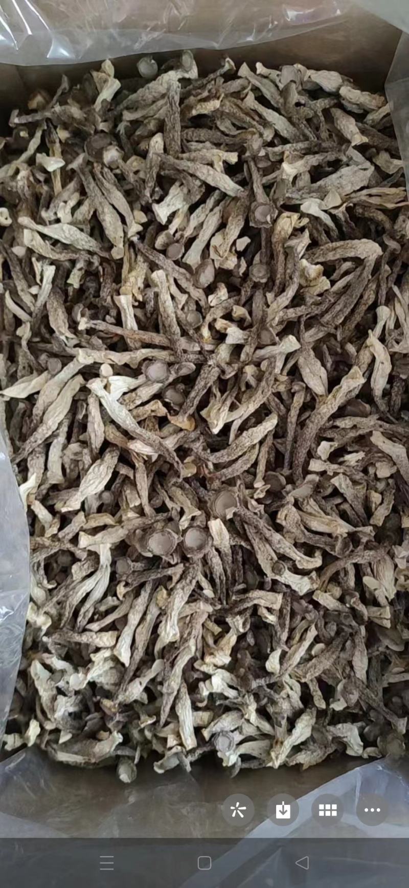 鹿茸菇产地直销一手货源口感脆嫩火锅煲汤专家