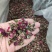 金边玫瑰花茶干花玫瑰花干优质金边玫瑰泡水泡茶
