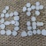 白芷中药材白芷各种规格批发零售产地直销