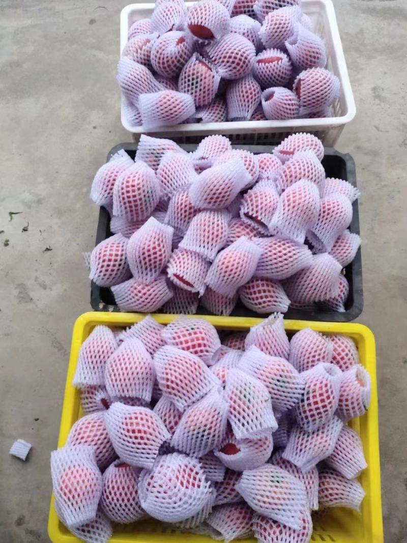 泾阳普罗旺斯水果西红柿