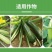 西葫芦拉长拉直油绿肥西葫芦膨大素增绿顺直长叶面肥