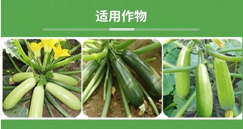 西葫芦拉长拉直油绿肥西葫芦膨大素增绿顺直长叶面肥